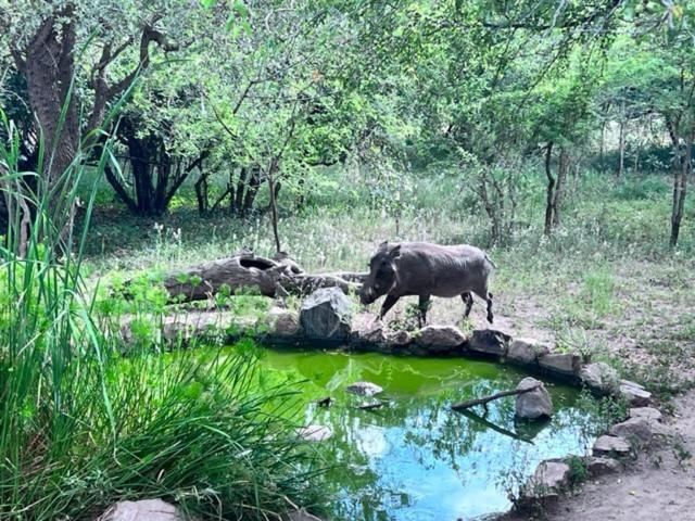 Turaco Lodge - No Loadshedding Marloth Park Kültér fotó