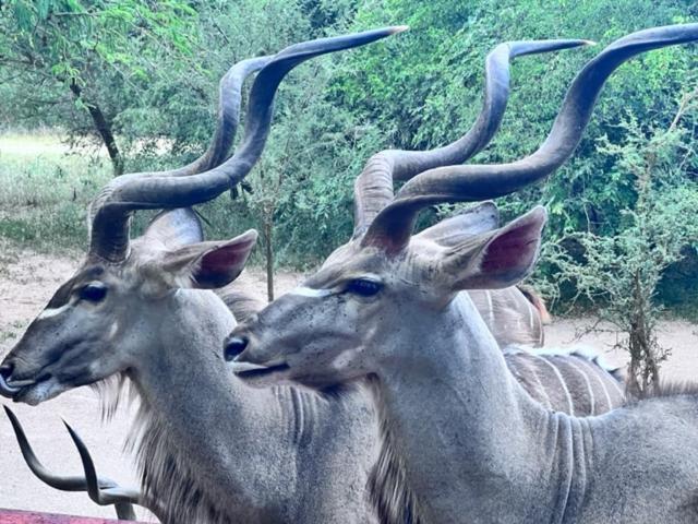 Turaco Lodge - No Loadshedding Marloth Park Kültér fotó